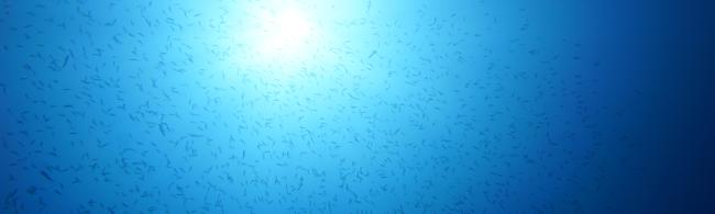 A school of small fish against the background of the water surface with the sun