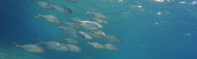 a school of fish against the background of the water surface