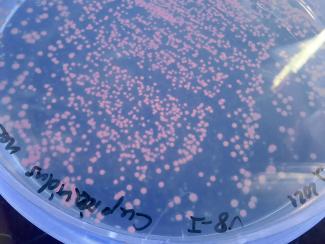 Bakterienkultur auf Nährstoffplatte