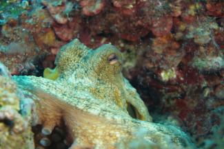 Nahaufnahme eines Oktopus mit Schwebgarnelen im Hintergrund