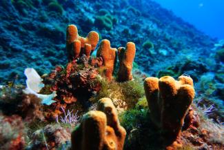 Golden sponge recorded by scientific divers