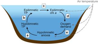 Rückkopplung, durch die "Anoxie zu Anoxie führt". Hypolimnetische Anoxie führt zu einer internen hypolimnetischen Gesamtphosphor (TP)-Belastung (a), die wiederum den epilimnetischen TP erhöht (b) und das Phytoplanktonwachstum anregt, was zu einem erhöhten Chlorophyll a (chl a; c) führt. Die Zersetzung des Phytoplanktons treibt den Sauerstoffbedarf in die Höhe (d), was wiederum zu einem Rückgang des hypolimnischen Sauerstoffs führt (e).