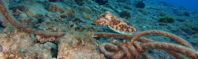 a cuttlefish in front of a dew on the seabed