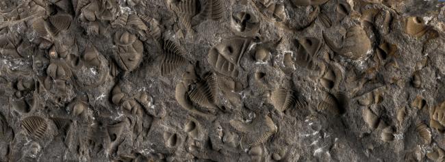 Sandstein, Letna-Schichten, Ordovizium, Barrandium