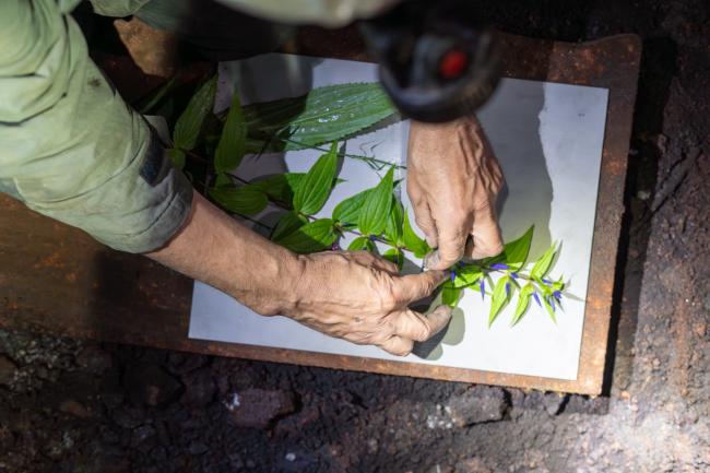 Sorgfältig legen die Mitarbeiter die Blüten im Untertagelabor auf die Stahlpatte. 