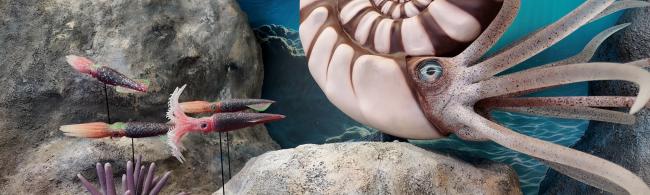 Ammoniten, Belemniten, Seeigel und Pfeilschwanzkrebse geben Einblick in den Lebensraum des späten Jura (vor ca. 150 Millionen Jahren).