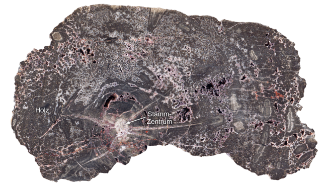 Close-up of a cross-section of silicified wood from the Kyffhäuser, with a horizontal diameter of approximately 20 centimetres. The white-grey patches are different light and dark generations of quartz.