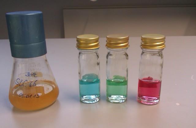 Das Foto zeigt verschieden Flüssigkeiten in Glasgefäßen.