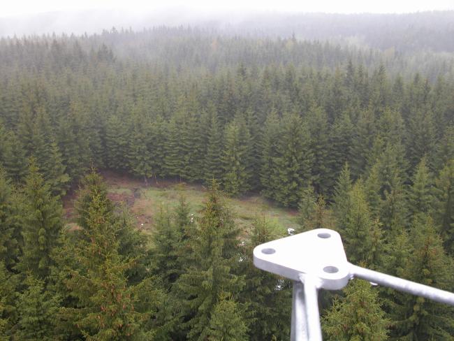 Blick auf Wald von Turm