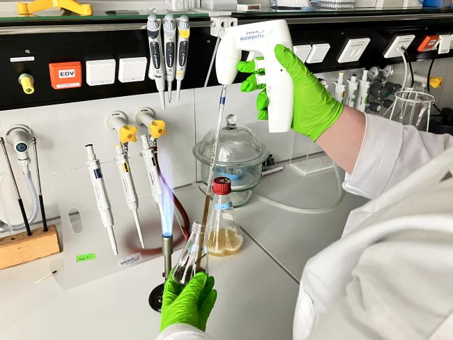 Mikrobiologische Laborarbeit: Pipettieren einer Flüssigkultur.