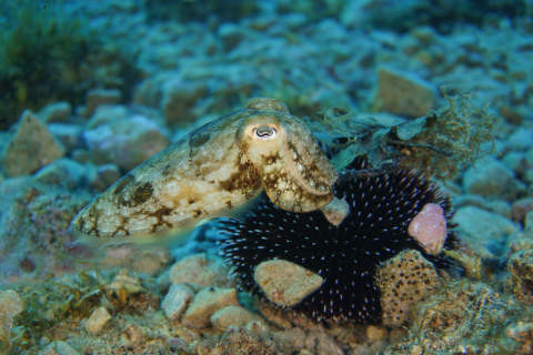 Wissenschaftliches Tauchen