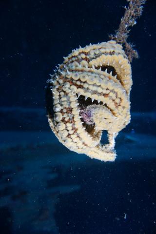starfish photographed by scientific divers