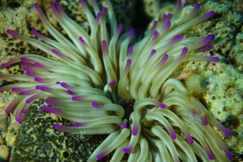 Anemone photographed by scientific divers in 2023