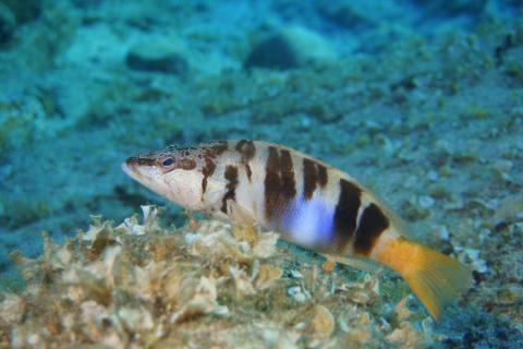 Cliff perch recorded by scientific divers