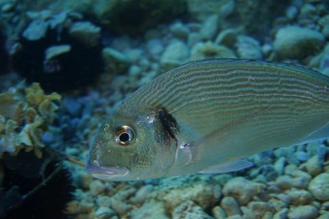Bream recorded by scientific divers