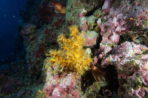 Crustose anemones and calcareous red algae photographed by scientific divers