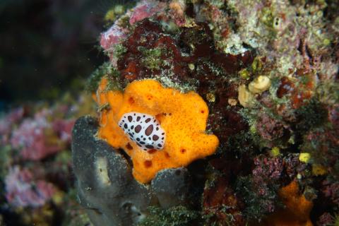 Nudibranch photographed by scientific divers