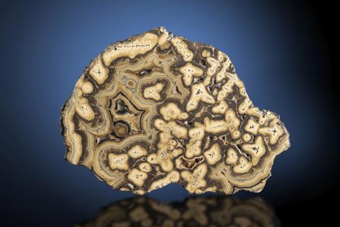 gestrickter Galenit, umwachsen von Sphalerit (Schalenblende), gefunden in der Grube Schmalgraf, Kelmis, Verviers, Liege, Belgien