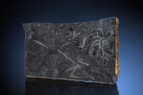 Graphtolith, Silur, Cyrtopraptus