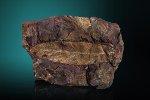 Pflanzenfossil, Zungenfarn, Gondwana, Glossopteris