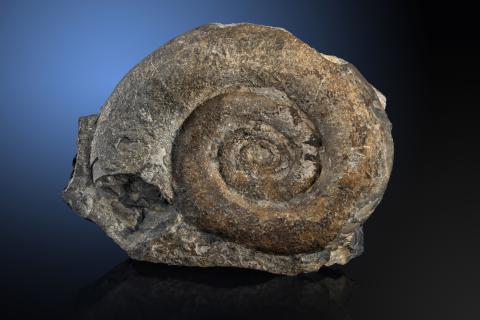 Palaeammonoidea, Oberdevon, Hof, Bayern, Clymenia