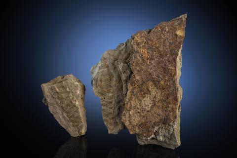 Sandstein mit Haieikapsel, Unterkarbon (Visé), Chemnitz-Glösa, Fayolia sterzeliana