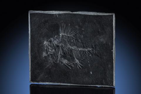 Fischfossil, Unteroligozän, Sernftal, Glarus, Schweiz, Acanus ovalis
