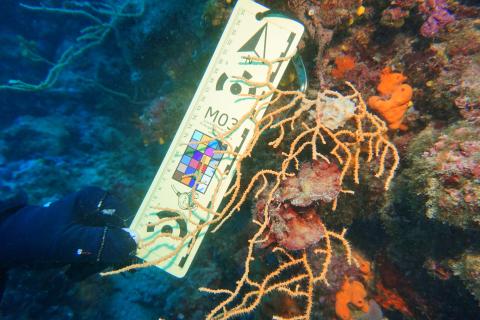 Photographische Dokumentation einer Gorgonie