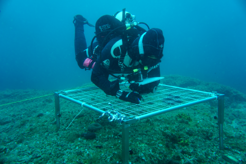 Taucher am Kartiergitter