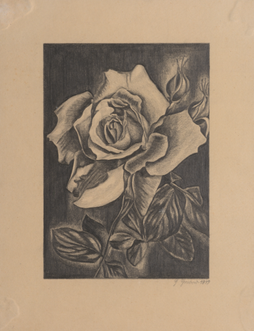 Bleistiftzeichnung Blühende Rose