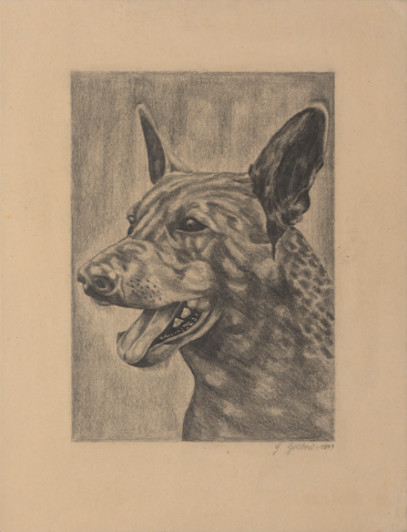 Bleistiftzeichnung Jagdhundkopf