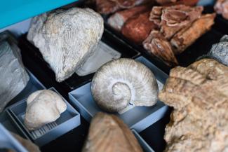 Das Bild zeigt verschiedene Fossilien aus der paläontologischen Lehrsammlung.