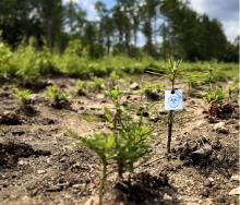 Von der TUBAF gepflanzter Jungbaum