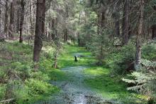 Wasserkanal im Wald