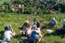 Gruppe Studierende bei Geländeübung zur Biodiversität in Weinbergen