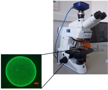 optical biosensors 1