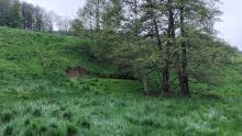 Landslide on a steep meadow behind some trees