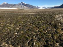 Tundra in der Nähe von Spitzbergen mit der bodendeckenden Algenart.