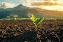 Ein Pflanzensprössling in Erde