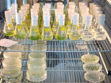 Erlenmeyerkolben und Petrischalen mit Algen