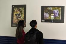 Zwei Personen betrachten in einer Ausstellung Fotos