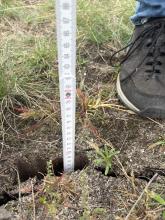 Messfeld Sedlitz - nach der Sprengverdichtung: Risse im Boden