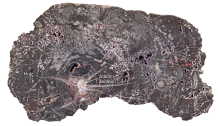 Close-up of a cross-section of silicified wood from the Kyffhäuser, with a horizontal diameter of approximately 20 centimetres. The white-grey patches are different light and dark generations of quartz.